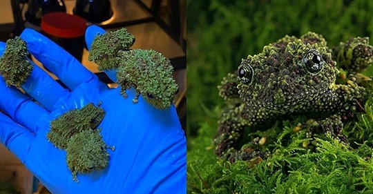 Meet A Master Of Disguise, The Vietnamese Mossy Frog