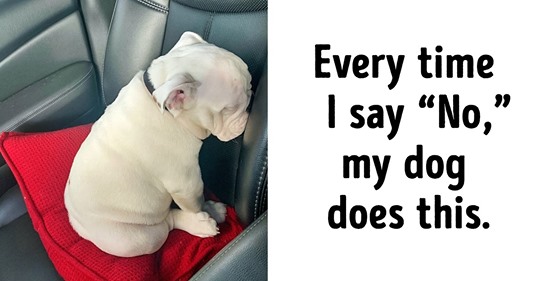 23 Amazing photos that are funny and shows that Dogs have their own kind of Logic