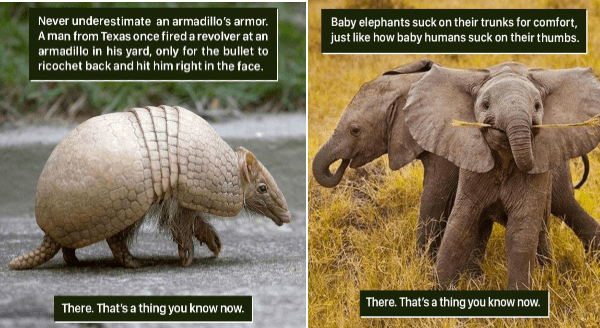 These Animal Facts Are The One Which You have Never Heard Or Read About.