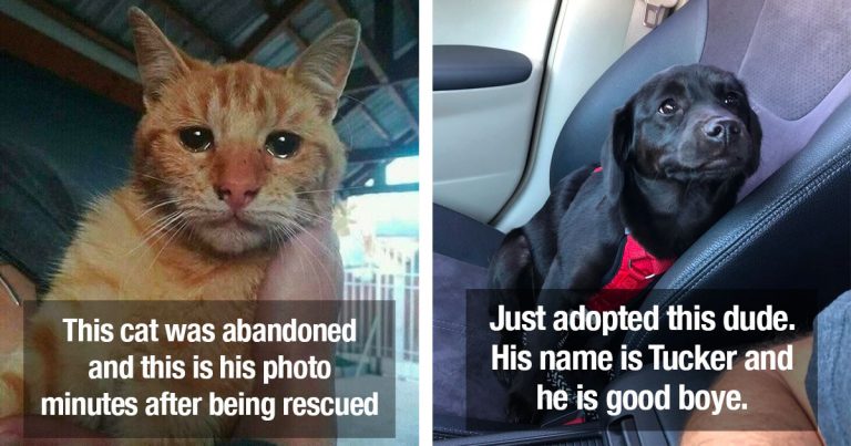 Adopting A Pet Is Better than To Spend Upon Shopping. Here Are Some Before and After Photos Of Rescued Pets