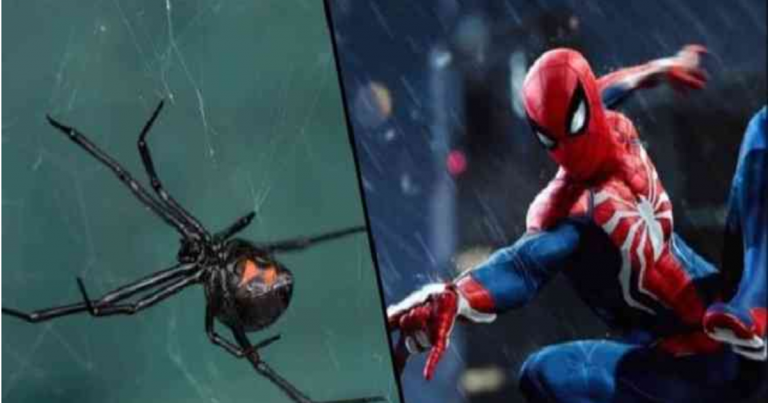 3 Boys Wanted To Be Like Spider-Man- Get Hospitalized After Provoking A Black Widow