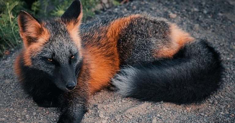 Rare Look of Foxes- Black and Red Cross Fox Spotted in the wild