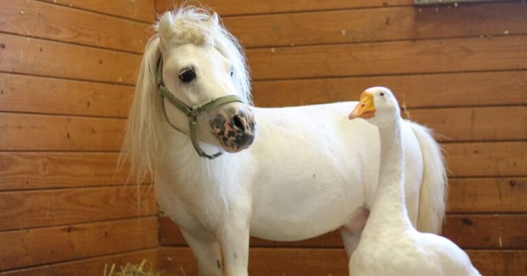 Mini Horse And Rescued Goose Just Want To Be Adopted Together