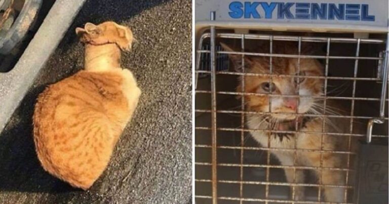 Rescuers Save Cat With Tape Roll Stuck Around Neck And Give Him A Second Chance