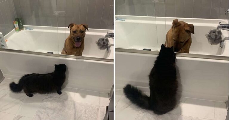 Compassionate Cat Comforts His Dog Friend During Scary Thunderstorm