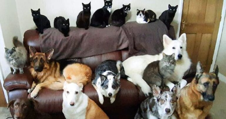 Patient Woman Manages To Get Her 17 Cats and Dogs To Sit Still For A Family Photo