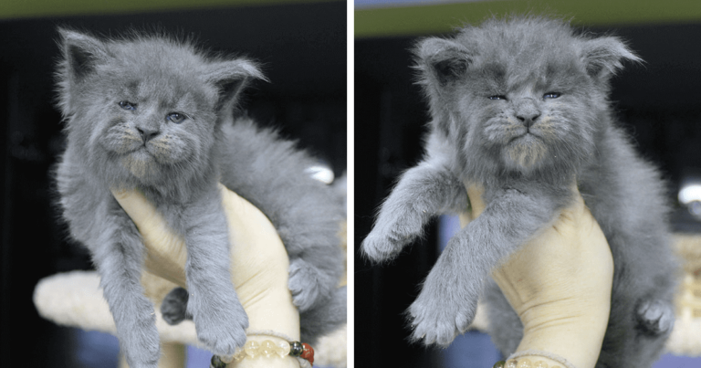 A Litter Of Five Adorable Maine Coon Kittens Was Born With Grumpy Faces