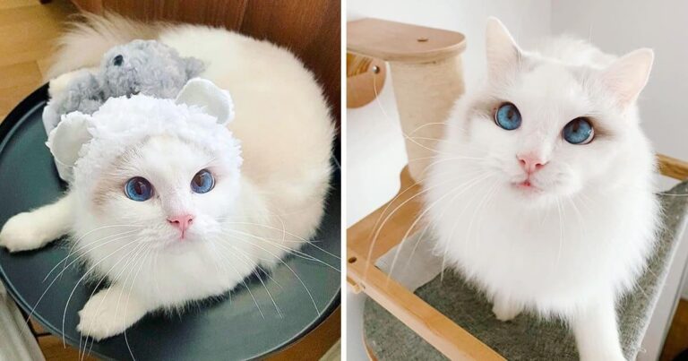 Meet Baron, The Ragdoll Cat Who Looks Like A Fluffy White Cloud
