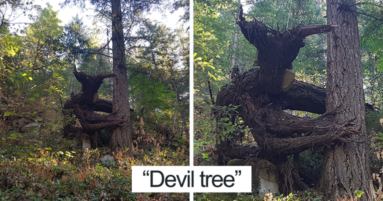26 Trees That Look Like Anything But Trees And Will Scare You