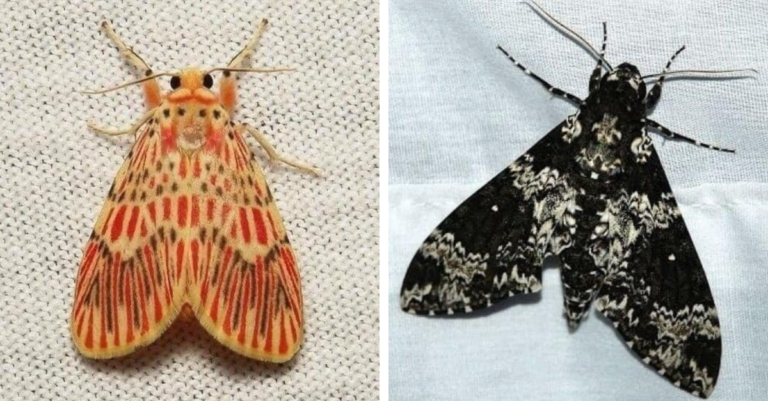 Unique Colorful Moths With Beautiful Patterns That Are Too Majestic