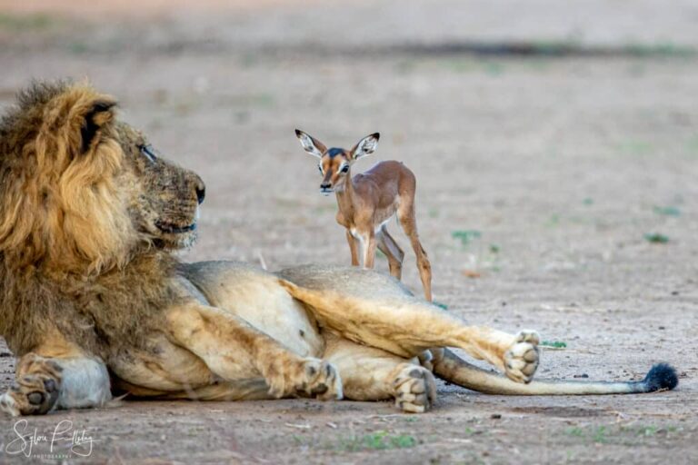 Innocent Baby Impala Walks Up To Lion – Wrong Move