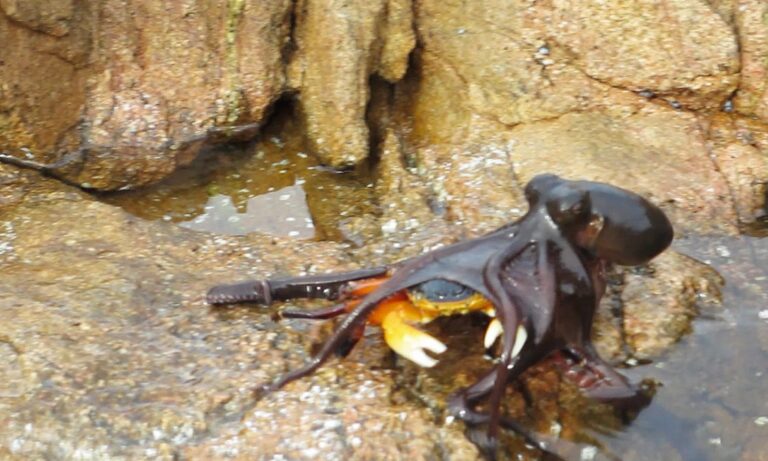 Octopus Snatches Crab on Dry Land
