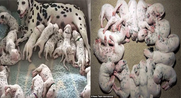 Vet Says Dalmatian Will Have 3 Puppies, Dog Gives Birth To 18 Instead