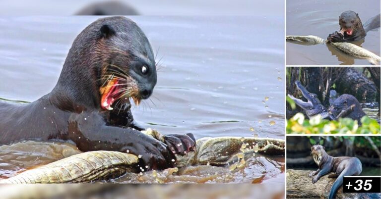 “Giant Otter” The most brutal river otters are able to catch crocodiles for food