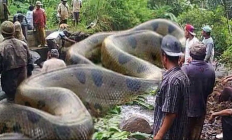 How big do anacondas get in the Amazon?