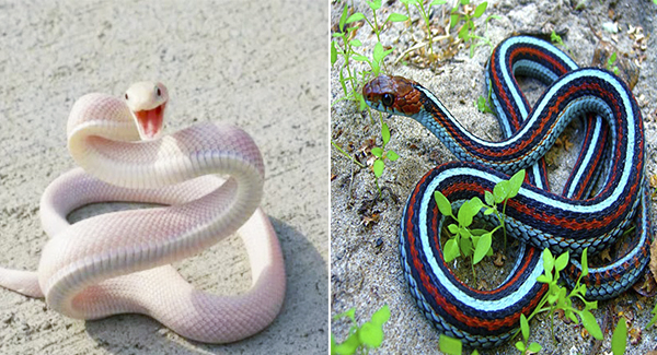 Top 4 Most Beautiful Snakes In The World