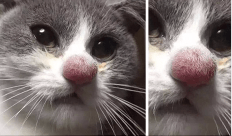 10 Cats That Have Been Stung by Bees and Wasps