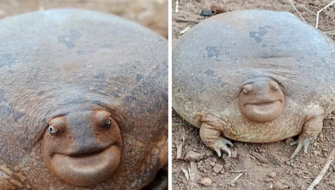 This Incredible Frog is so Huge That People are Having Issues Believing it’s Existing